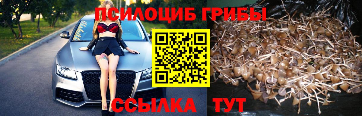 Псилоцибиновые грибы Psilocybe Камышин